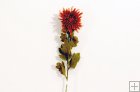 Crizantema (1 floare & boboci)