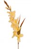 Gladiola