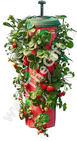 http://www.thegift.ro/images/topsy_turvy_capsune.png
